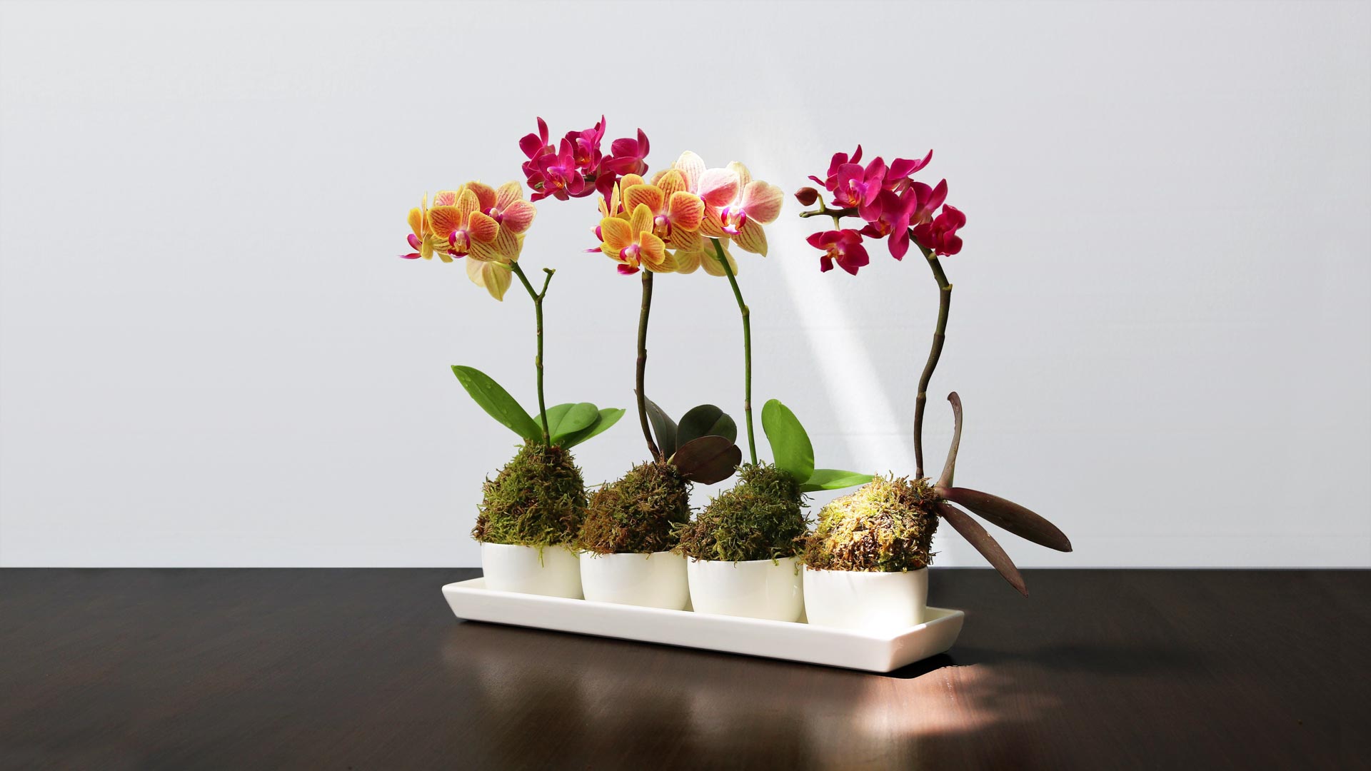 furyufioraiogenova45 Fiori Furyu Genova