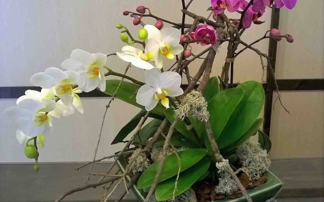 furyufioraiogenova9 Fiori Furyu Genova